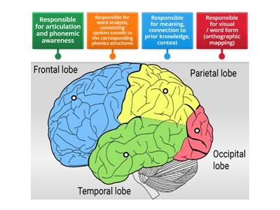 The Reading Brain (Left Hemisphere)