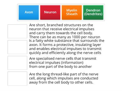 The structure and function of a neuron 