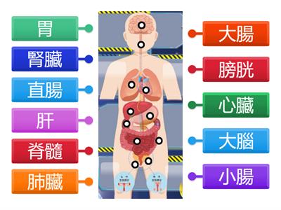 南一國小健體5下ch1人體器官構造