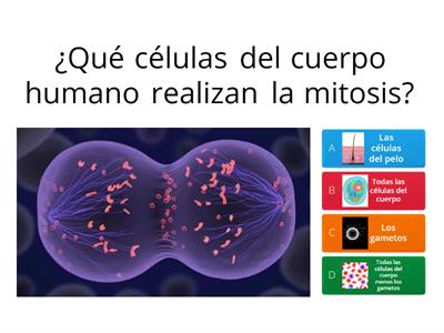 Mitosis y meiosis