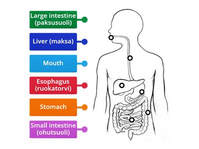 Digestive System - Eng+Fin