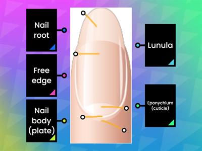 Anatomy of nail