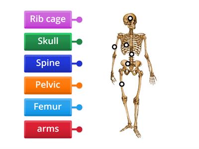 Label the Skeleton bones