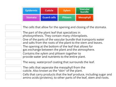 7a biology plant organs