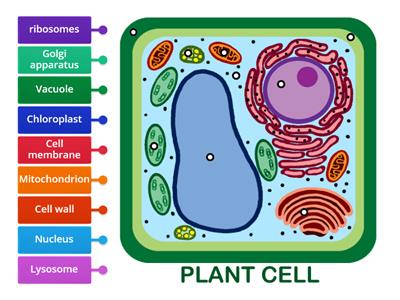 Parts of a plant cell