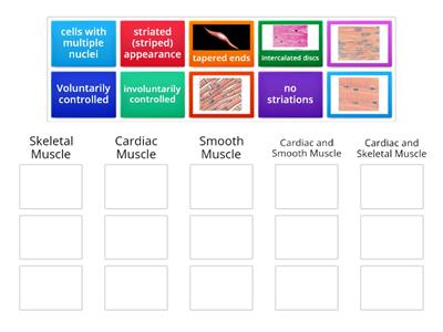Muscle Tissue Review