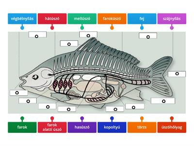 A hal teste és belső szerveinek helyzete