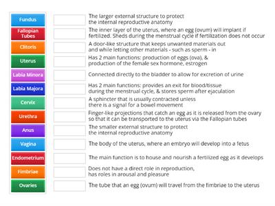 XX Reproductive Anatomy - Functions