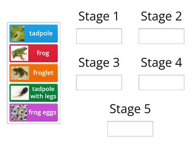 Stages in a  Frog Life Cycle