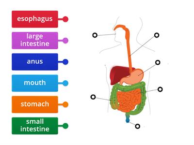 Digestive system