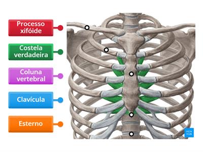 Anatomia lll