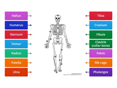 Human Bones