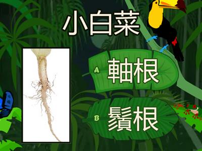 Ch1活動2植物的根