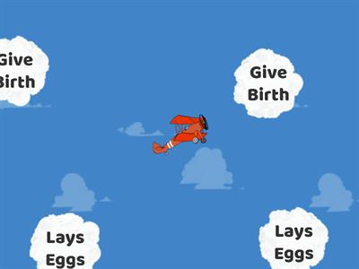 Lays eggs or Give birth (Reproduction Method of Animals)