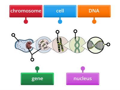 Labeling Genetics Cells to Gene