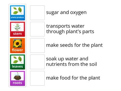 plants parts and functions