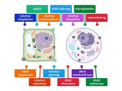Növényi és állati sejt 
