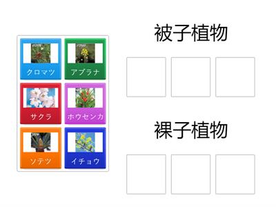 １年生物＿被子植物と裸子植物にわけてみよう