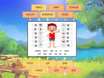 Partes del cuerpo en ingles