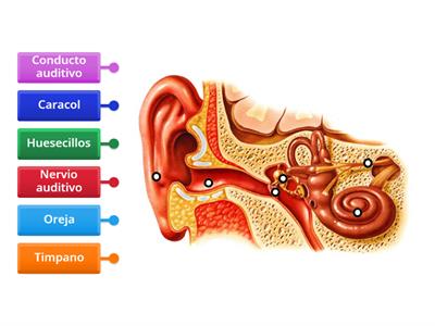 Órganos de los sentidos-oído 