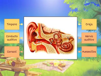 Órganos de los sentidos-oído 