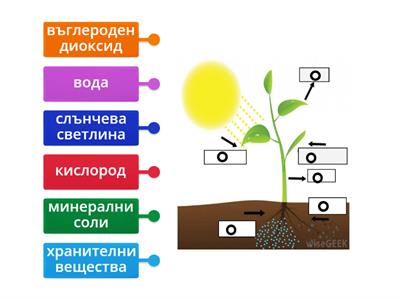 Фотосинтеза ИГРА