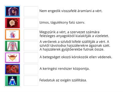 A vérkeringés és a kiválasztás 5. osztály