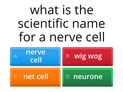 nervous system quiz