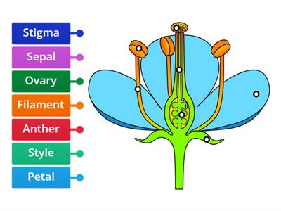 Parts of a Flower