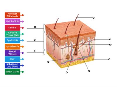 Integumentary System Diagram 