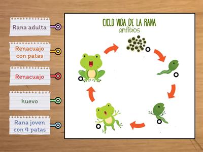 Ciclo de vida de la rana