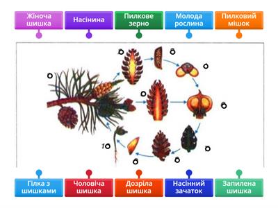 Цикл розвитку голонасінних