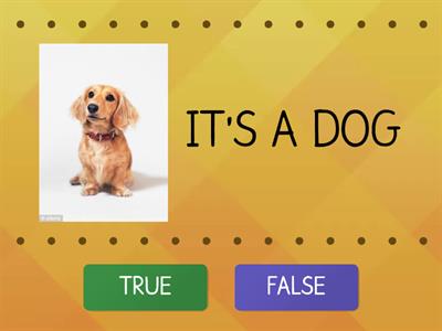 PETS: WHAT IS IT?