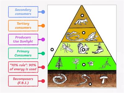 Energy Flow in Trophic Levels