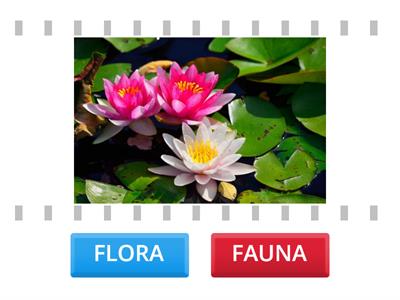  FLORA O FAUNA