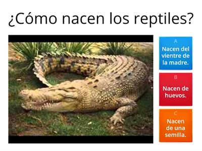 Reptiles y anfibios