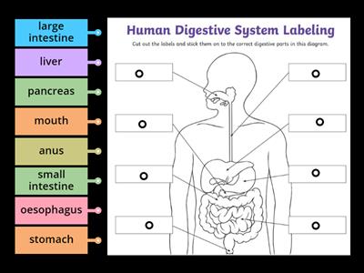 Human Digestive System Labeling