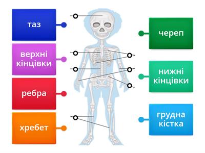 Будова скелета людини. 4 клас