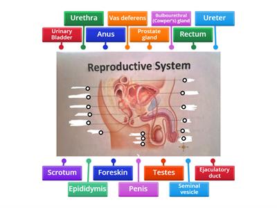 Medical Assisting 2: Reproductive System | Male Reproductive System