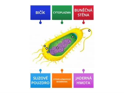 Bakterie - popis