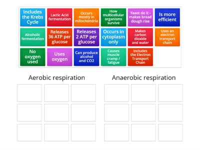 Practice Aerobic vs Anaerobic Respiration