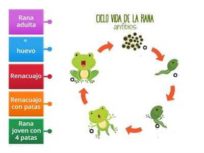  Ciclo de vida de la rana