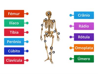 O esqueleto humano (partes e ossos)