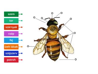 Melyek a rovarok főbb testrészei? 