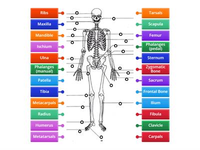 Human Skeleton Diagram