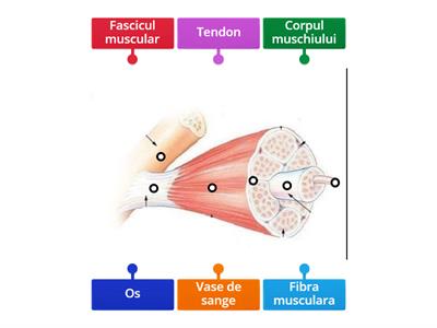 Alcatuirea unui muschi striat - Sistemul Locomotor (clasa a 7- a)