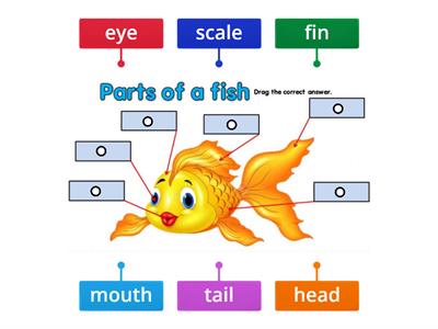 Fish Anatomy