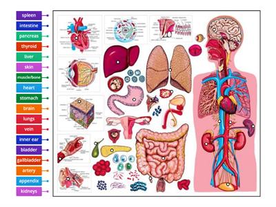 The Body: Human Organs