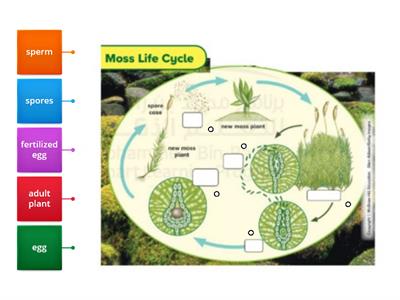 Moss Life Cycle