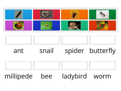 Insects (minibeasts)